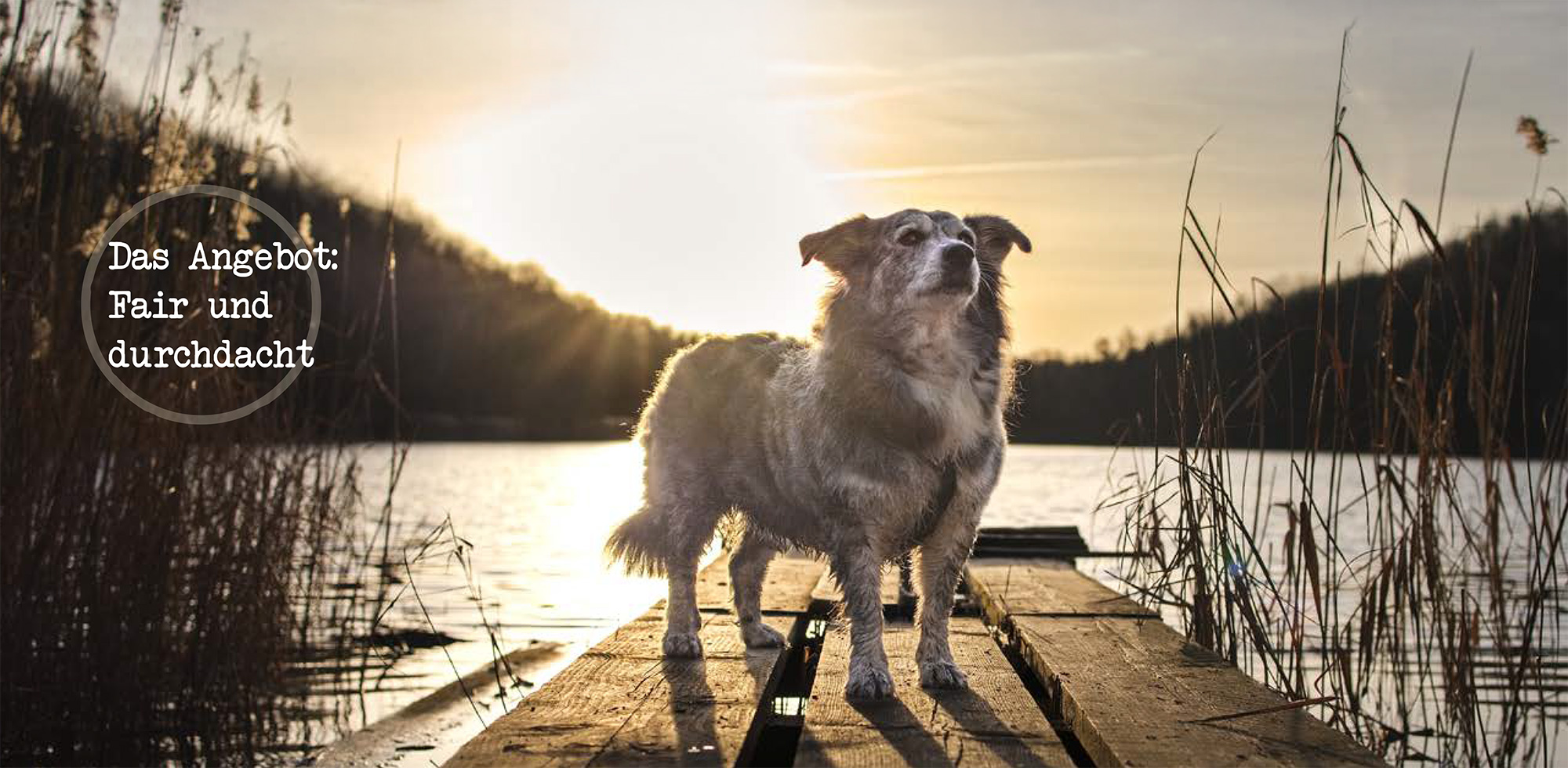 Angebot - verschmitzt mit Hund