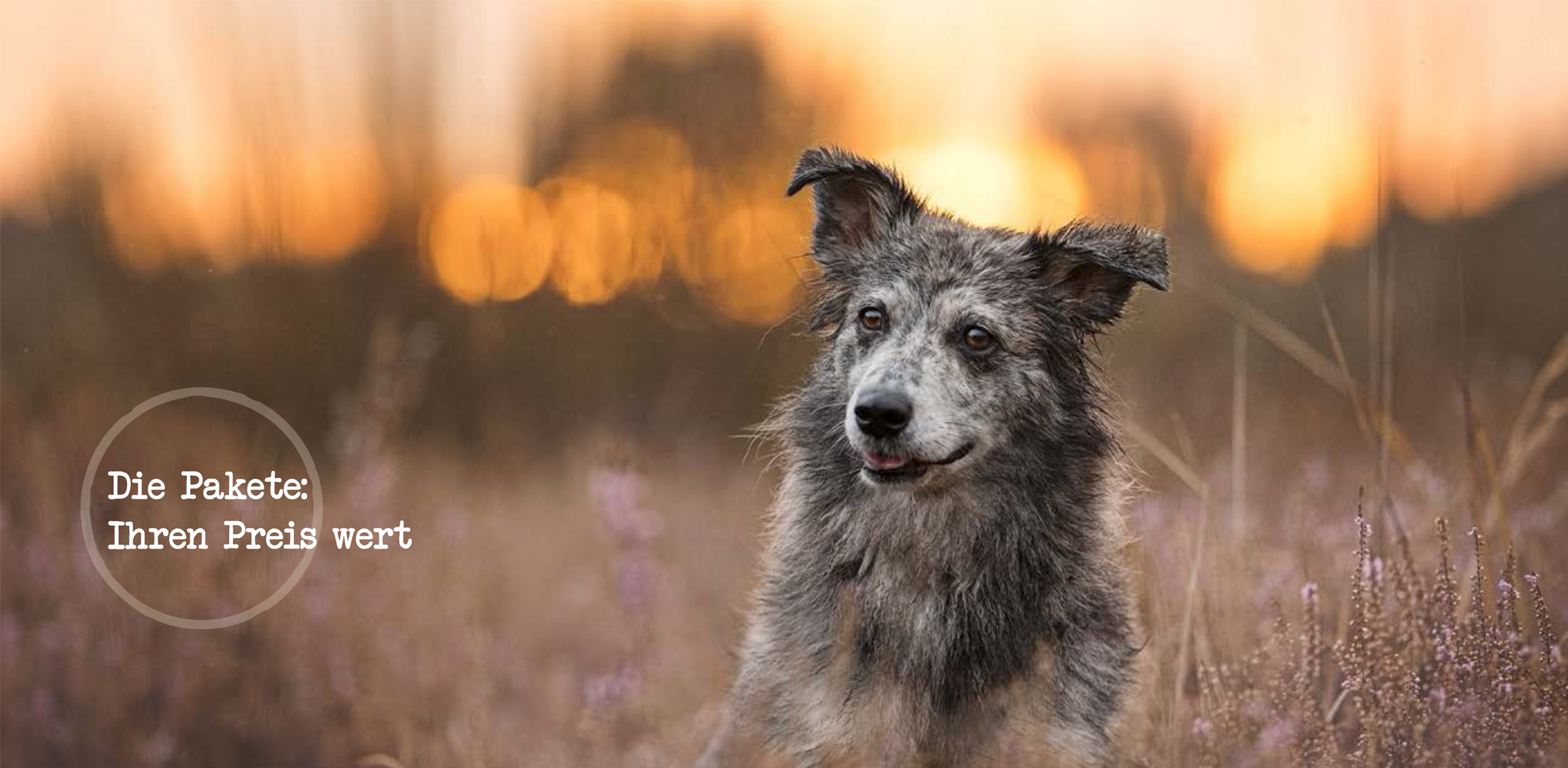 Pakete für das Hundetraining