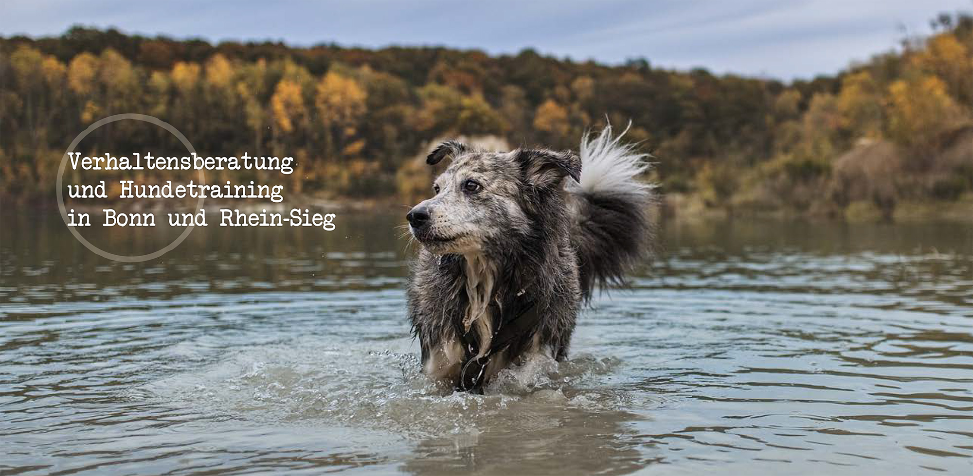 Verhaltensberatung und Hundetraining
